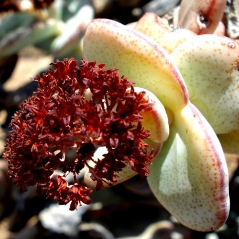 Crassula sladenii