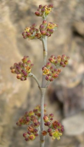 Crassula perforata flowering