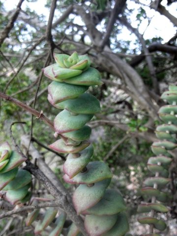 Crassula perforata young stem-tip