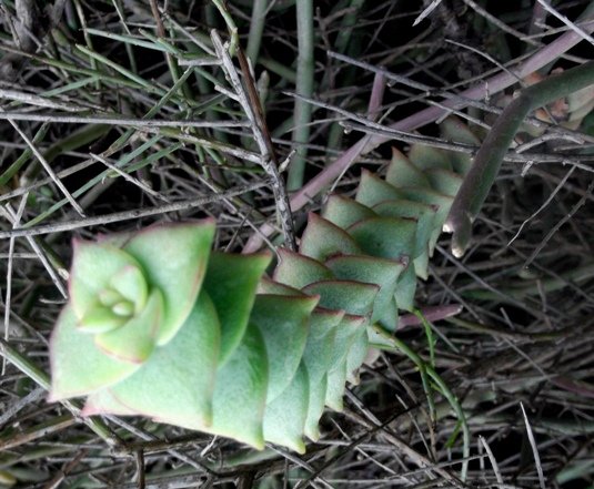 Crassula perforata elegance