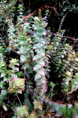 Crassula perforata