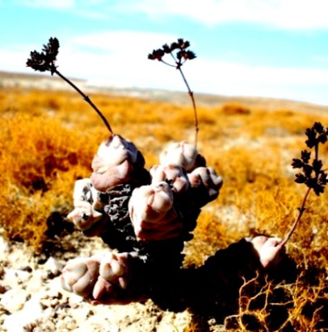 Crassula plegmatoides