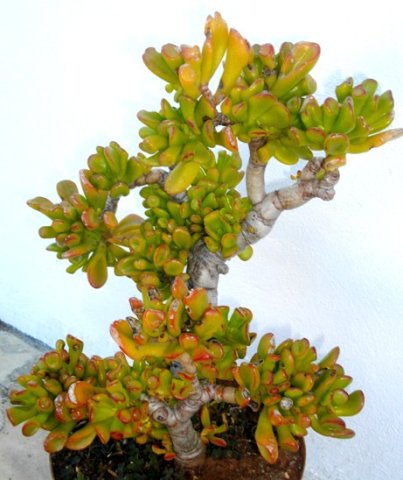 Crassula portulacea var. cristata