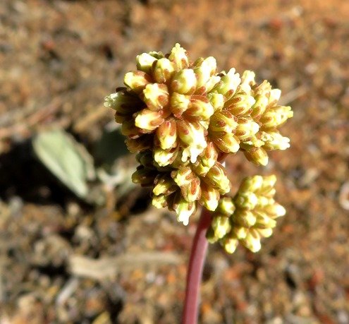 Crassula pubescens subsp. pubescens inflorescence