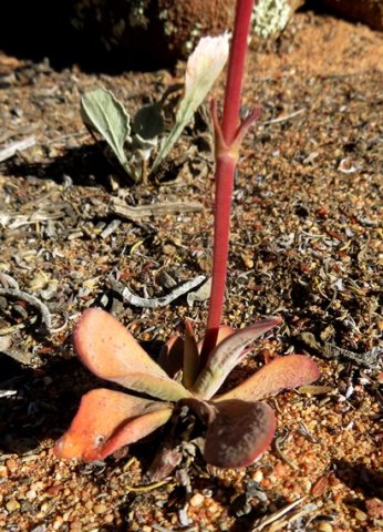 Crassula pubescens subsp. pubescens stem-base