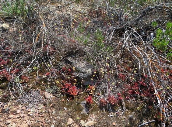 Crassula pubescens subsp. pubescens