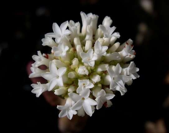 Crassula pyramidalis broad, incurving petals