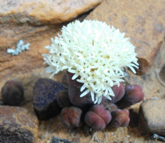 Crassula pyramidalis flowers