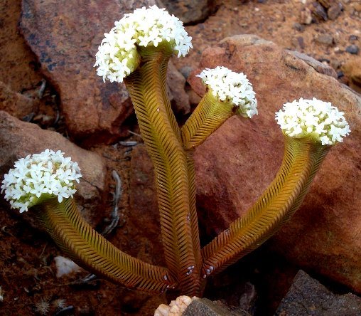 Crassula pyramidalis stems