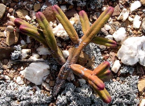 Crassula pyramidalis purple tips