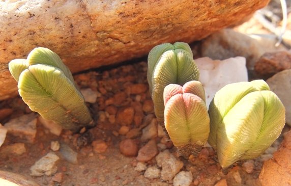 Crassula pyramidalis