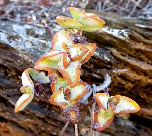 Crassula rupestris toughing it out
