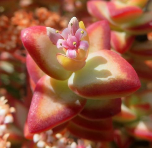 Crassula