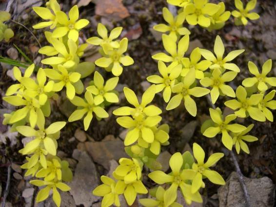 Crassula sebaeoides