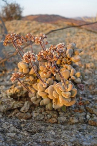 Crassula sericea var. sericea stem-tip inflorescences