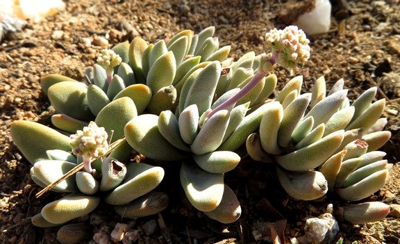 Crassula sericea var. sericea flowering