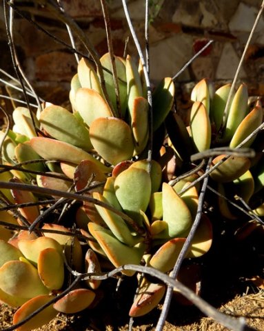 Crassula sericea var. velutina leaves