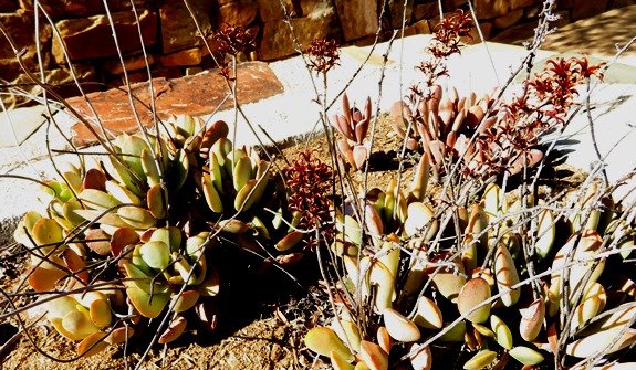 Crassula sericea var. velutina