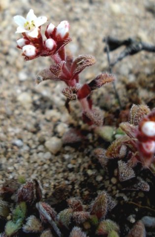 Crassula setulosa flowers and hairy leaves