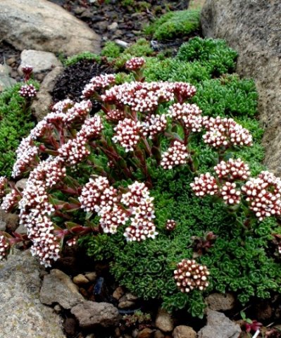 Crassula setulosa var. longiciliata
