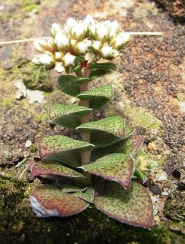 Crassula setulosa var. setulosa forma setulosa