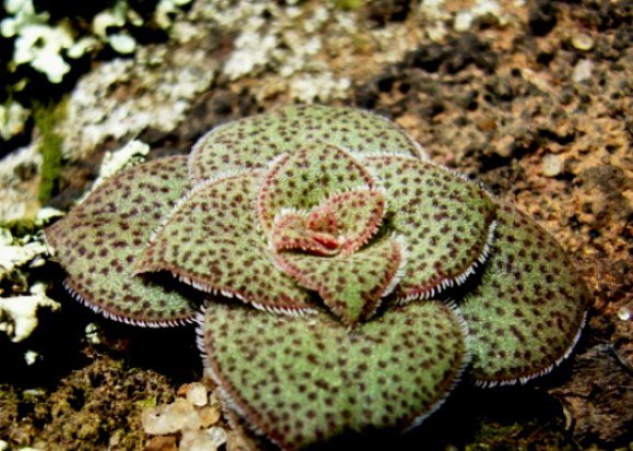 Crassula setulosa var. setulosa forma setulosa
