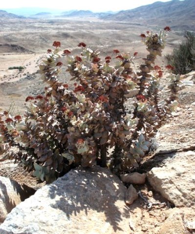 Crassula sladenii