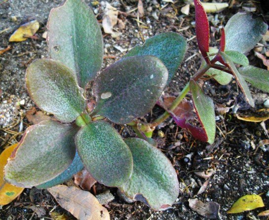 Crassula streyi