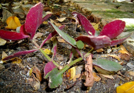 Crassula streyi
