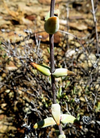 Crassula subaphylla var. subaphylla sparse leaves