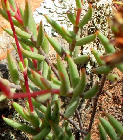 Crassula subaphylla var. subaphylla lush leaves