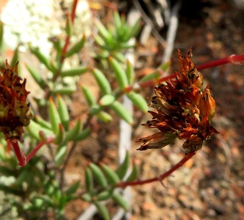 Crassula subaphylla var. subaphylla old flowers