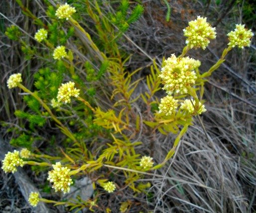 Crassula subulata
