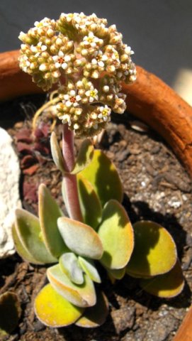 Crassula swaziensis