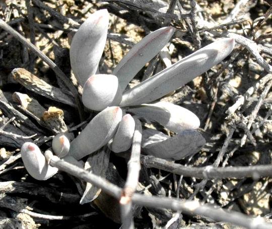 Crassula tecta leaves