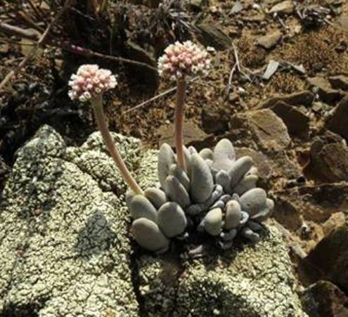 Crassula tecta