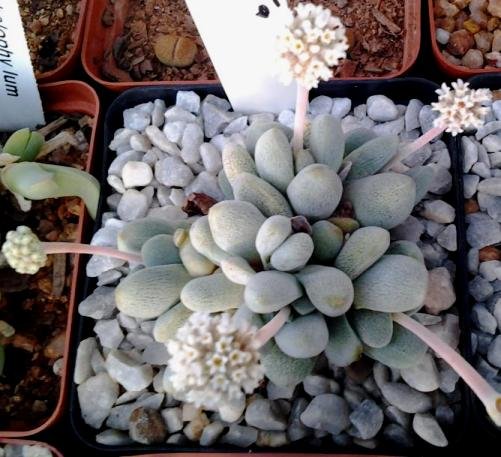 Crassula tecta flowers