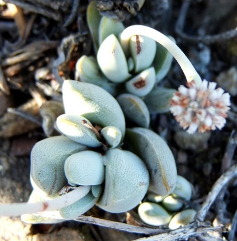Crassula tecta languid leanings