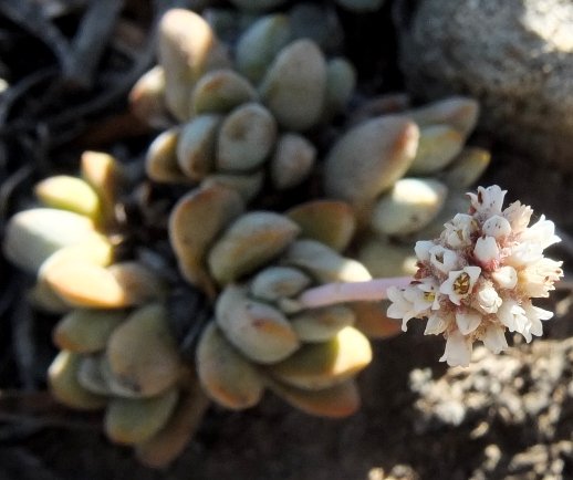 Crassula tecta allowing a peek