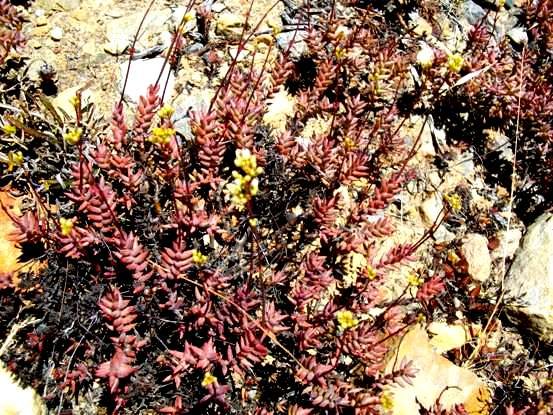 Crassula tetragona coloured by December sun