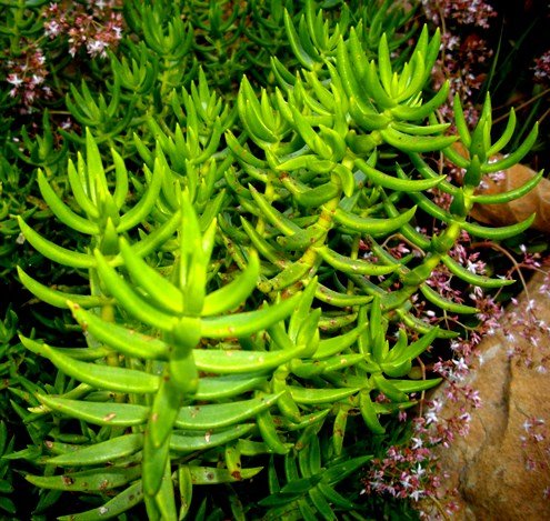 Crassula tetragona subsp. acutifolia