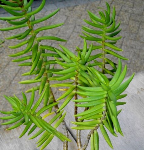 Crassula tetragona subsp. robusta