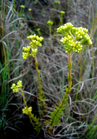 Crassula tetragona in montane grass
