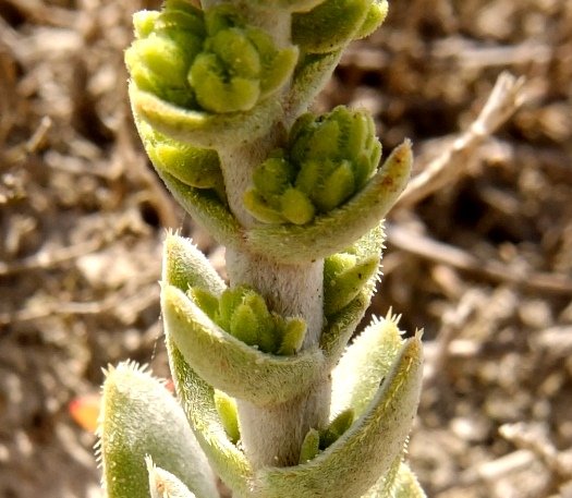 Crassula tomentosa var. tomentosa bud clusters