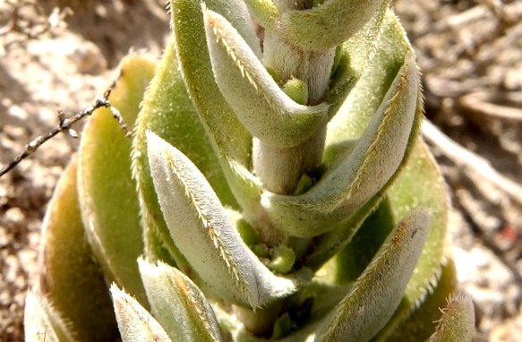 Crassula tomentosa var. tomentosa stem leaves