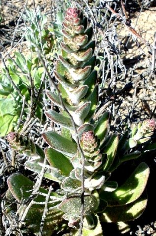 Crassula tomentosa var. tomentosa