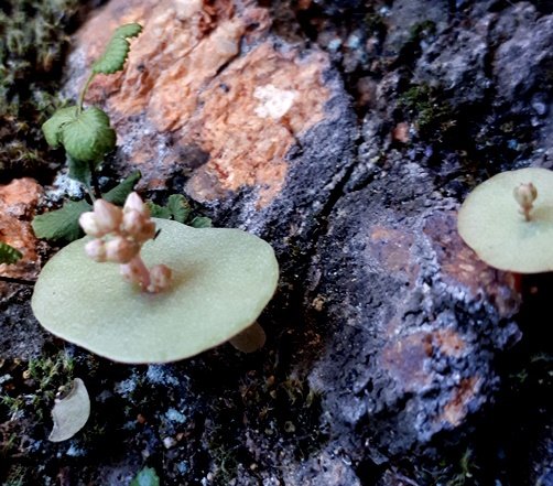 Crassula umbella realities