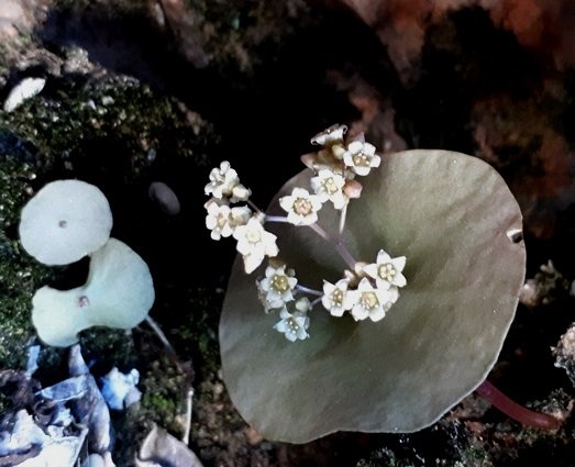 Crassula umbella, a versatile species