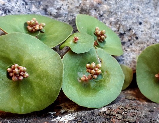 Crassula umbella flowering saucers