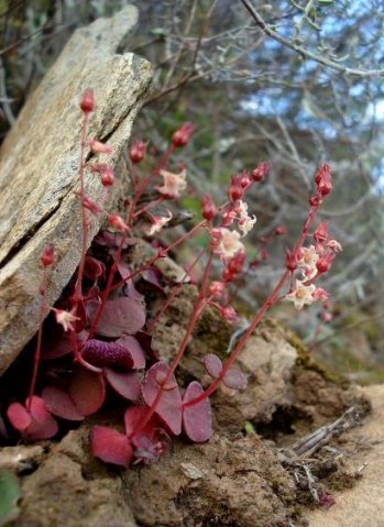 Crassula umbella floral and blushing